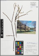 Foto von Salix eleagnos Scop.